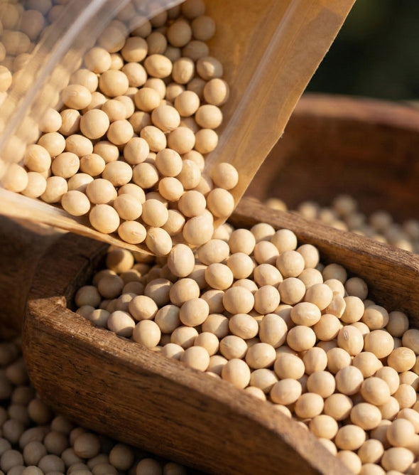Superfarmers Premium Himalayan White Soybean (Pahadi Safed Soyabean) – Whole & Unpolished (500g)