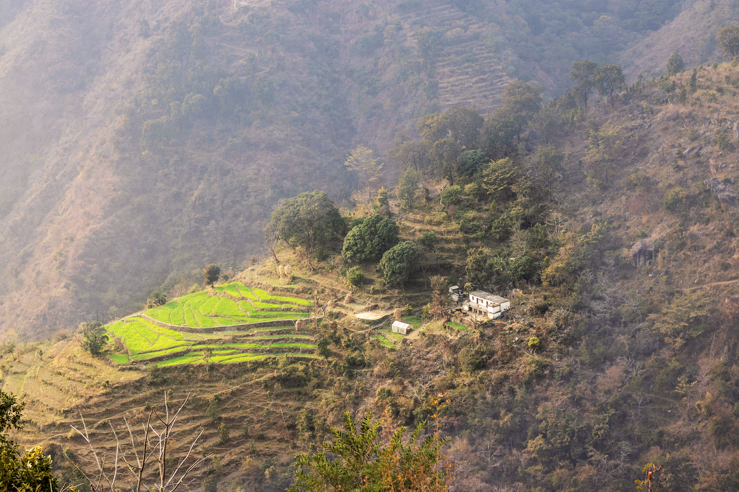 chia farm